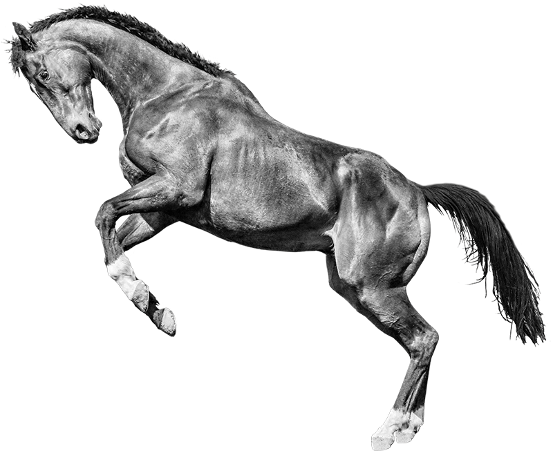 horse