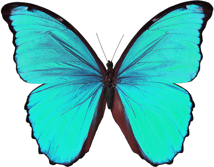 butterfly