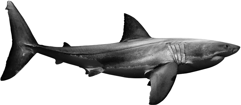 shark