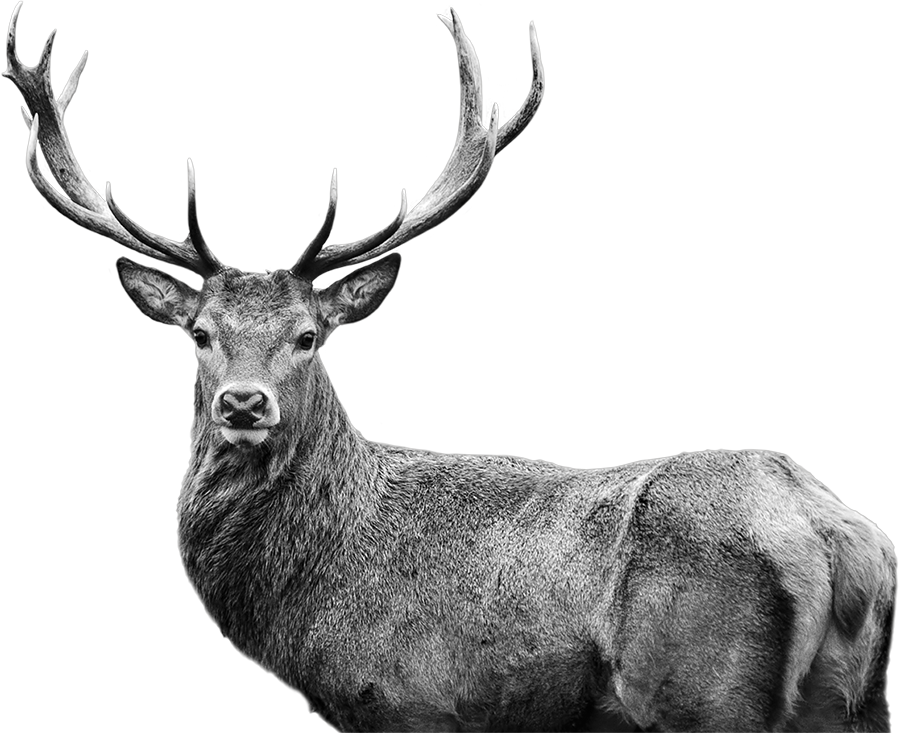 stag
