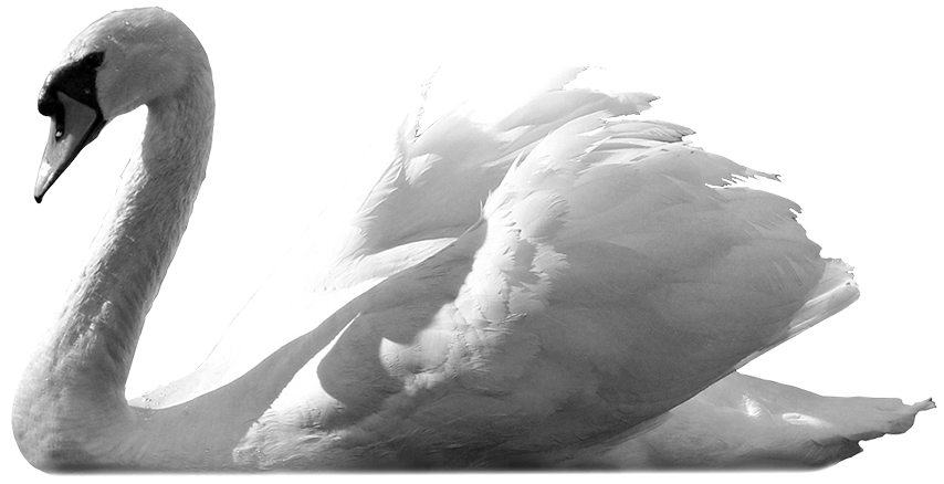 swan